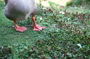 Image showing Happily barefoot