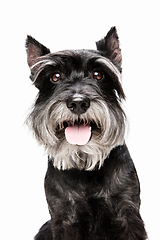 Image showing Cute puppy of Miniature Schnauzer dog posing isolated over white background