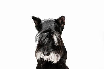 Image showing Cute puppy of Miniature Schnauzer dog posing isolated over white background