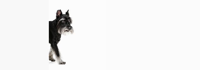 Image showing Cute puppy of Miniature Schnauzer dog posing isolated over white background