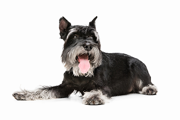 Image showing Cute puppy of Miniature Schnauzer dog posing isolated over white background