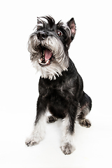 Image showing Cute puppy of Miniature Schnauzer dog posing isolated over white background