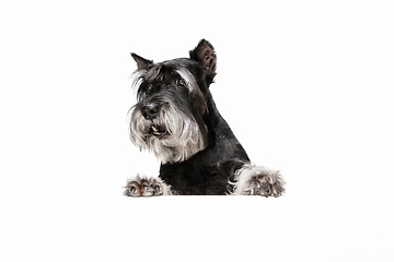 Image showing Cute puppy of Miniature Schnauzer dog posing isolated over white background