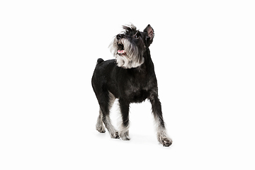 Image showing Cute puppy of Miniature Schnauzer dog posing isolated over white background