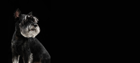 Image showing Cute puppy of Miniature Schnauzer dog posing isolated over black background