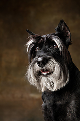 Image showing Cute puppy of Miniature Schnauzer dog posing isolated over dark background