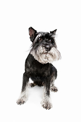 Image showing Cute puppy of Miniature Schnauzer dog posing isolated over white background