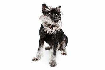 Image showing Cute puppy of Miniature Schnauzer dog posing isolated over white background