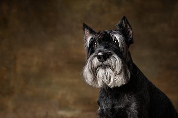 Image showing Cute puppy of Miniature Schnauzer dog posing isolated over dark background