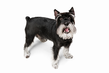 Image showing Cute puppy of Miniature Schnauzer dog posing isolated over white background