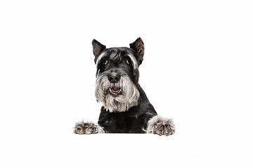 Image showing Cute puppy of Miniature Schnauzer dog posing isolated over white background