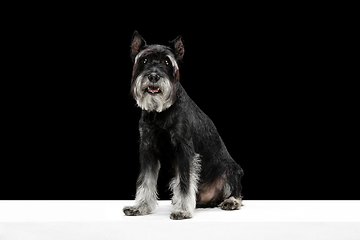 Image showing Cute puppy of Miniature Schnauzer dog posing isolated over black background