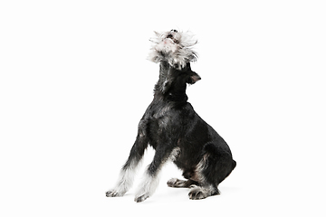 Image showing Cute puppy of Miniature Schnauzer dog posing isolated over white background