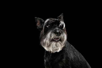 Image showing Cute puppy of Miniature Schnauzer dog posing isolated over black background