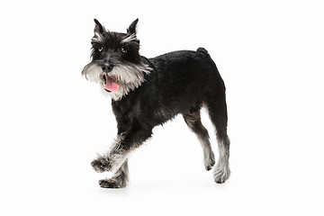 Image showing Cute puppy of Miniature Schnauzer dog posing isolated over white background