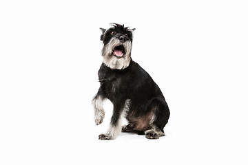 Image showing Cute puppy of Miniature Schnauzer dog posing isolated over white background