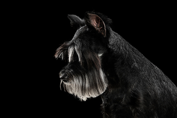 Image showing Cute puppy of Miniature Schnauzer dog posing isolated over black background