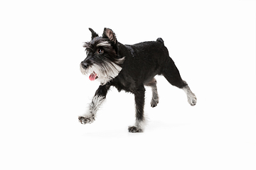 Image showing Cute puppy of Miniature Schnauzer dog posing isolated over white background