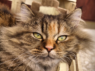 Image showing cat