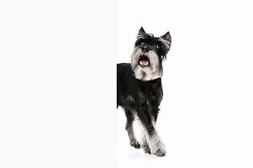 Image showing Cute puppy of Miniature Schnauzer dog posing isolated over white background