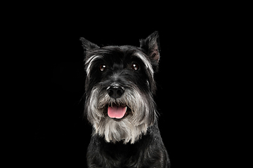 Image showing Cute puppy of Miniature Schnauzer dog posing isolated over black background