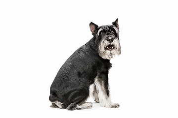 Image showing Cute puppy of Miniature Schnauzer dog posing isolated over white background