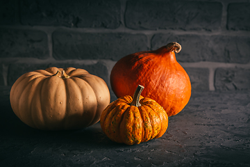 Image showing Pumpkins for Thanksgiving on black background 