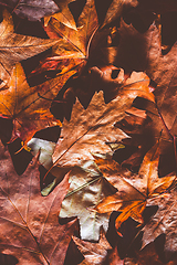 Image showing Dried autumn leaves as background