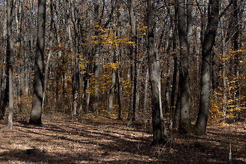 Image showing autumn forest