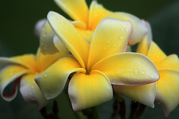 Image showing Frangipani (Plumeria)