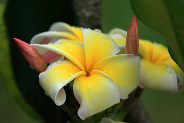 Image showing Frangipani (Plumeria)