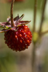 Image showing wild strawberry