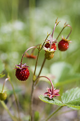 Image showing wild strawberry