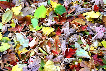 Image showing Autumn leaves.