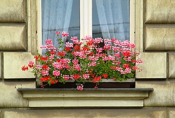Image showing Window with beautiful bright flowers 