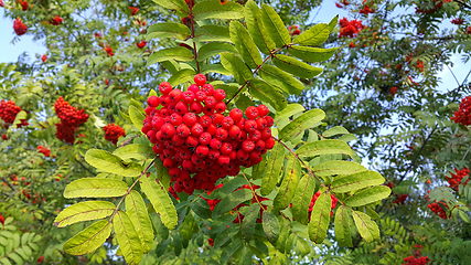 Image showing Branches of mountain ash with bright red berries