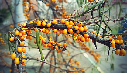 Image showing Branch of ripe bright autumn sea buckthorn berries