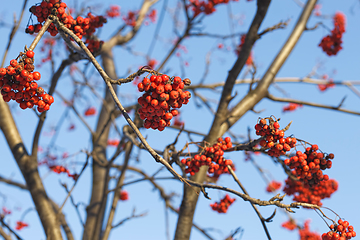 Image showing Branches of mountain ash (rowan) with bright red berries