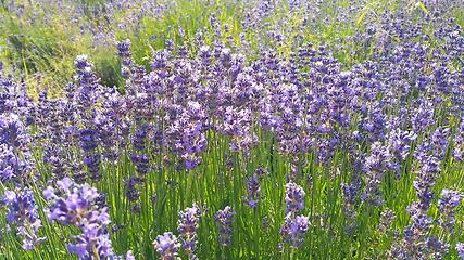 Image showing Beautiful blooming lavender in summer