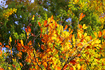 Image showing Bright autumn branches glowing in sunlight