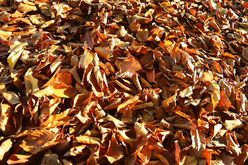 Image showing Natural autumnal background with bright fallen leaves