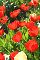 Image showing Beautiful bright tulips 