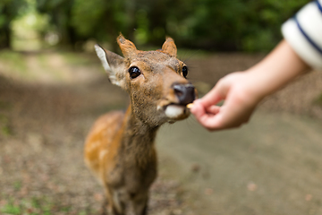 Image showing Feeding deer