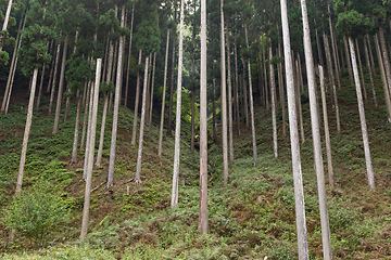 Image showing Forest