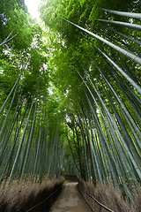 Image showing Bamboo forest at Arashiyama