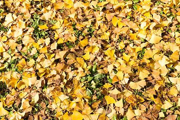 Image showing Ginkgo leaves