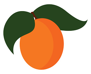 Image showing Clipart juicy apricot fruit with two leaves vector or color illu