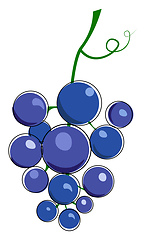 Image showing Cluster of blue grape with tendril illustration vector on white 