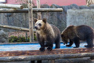 Image showing Little bear in zoo