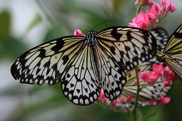 Image showing Rice Paper butterfly (Idea leuconoe)